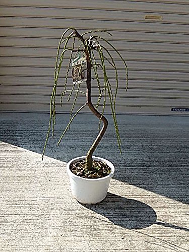 Amazon | しだれ梅 白 八重咲きの白の 枝垂れ梅苗 | 植木